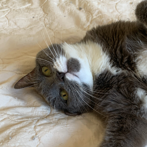 Charlie is a short-haired, mostly dark gray cat, with a little white moustache.