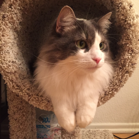 Zeus is a long-haired, fluffy white cat with a large gray splotch on his back that comes over the top of his head like a mask.